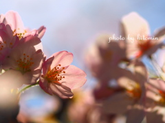 cherry blossoms③