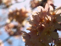 cherry blossoms②