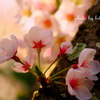 cherry blossoms①
