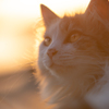 夕暮れ猫
