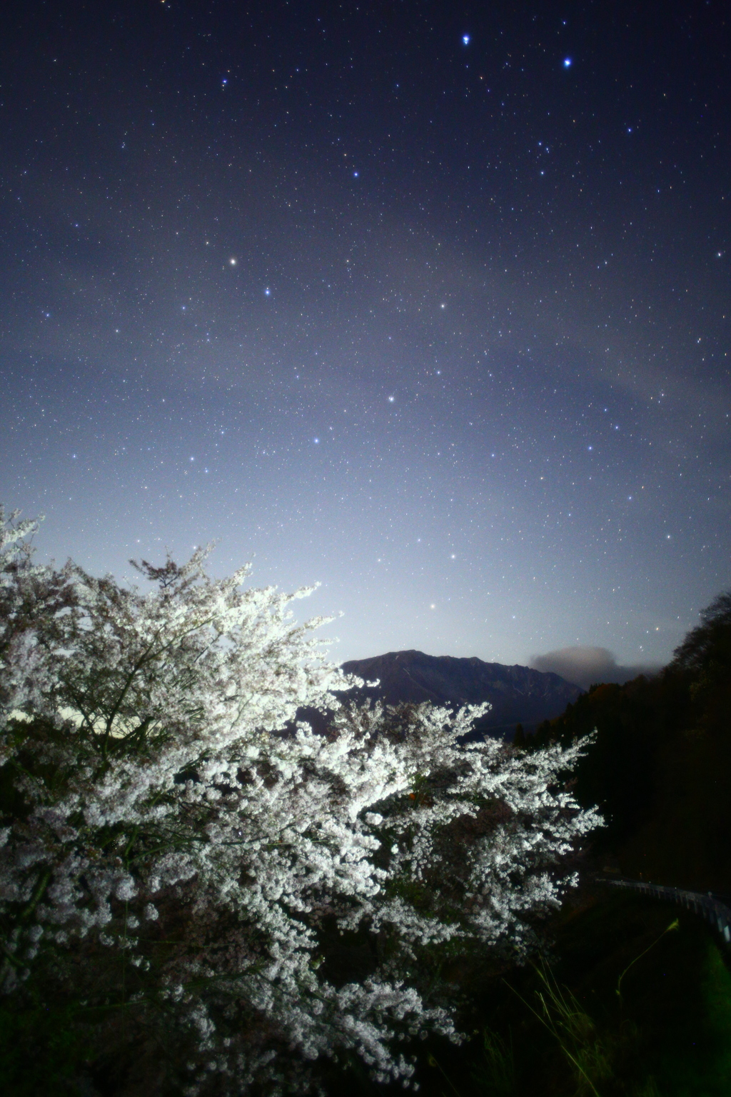 夜桜