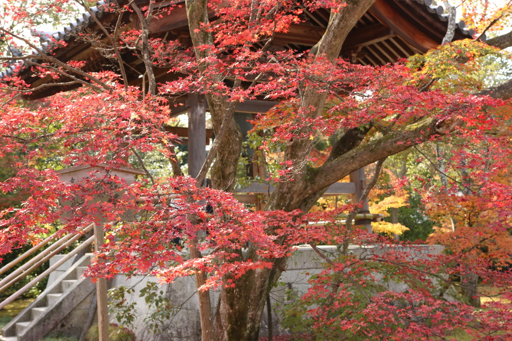 金閣寺　