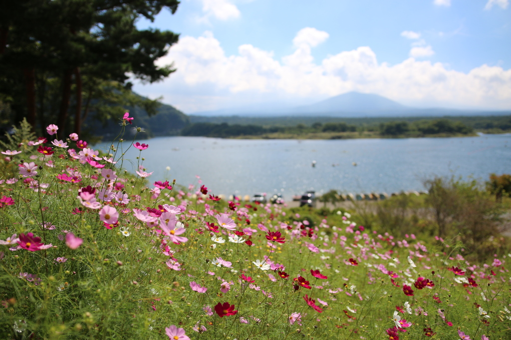 精進湖にて