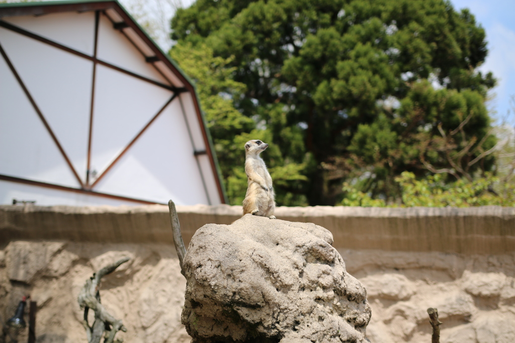 見張り番