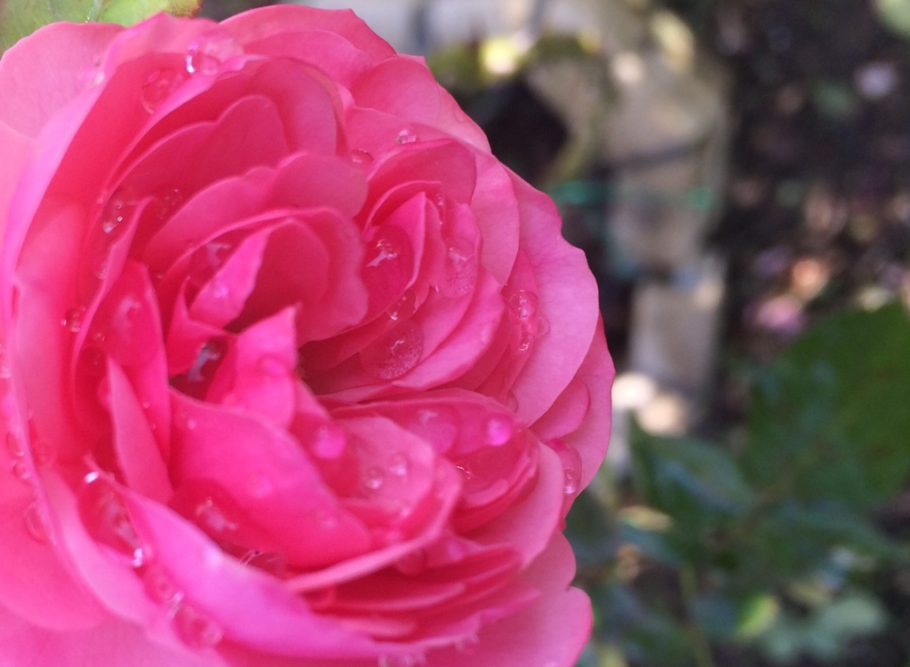 レオナルドダヴィンチ…薔薇名   iPhone撮影