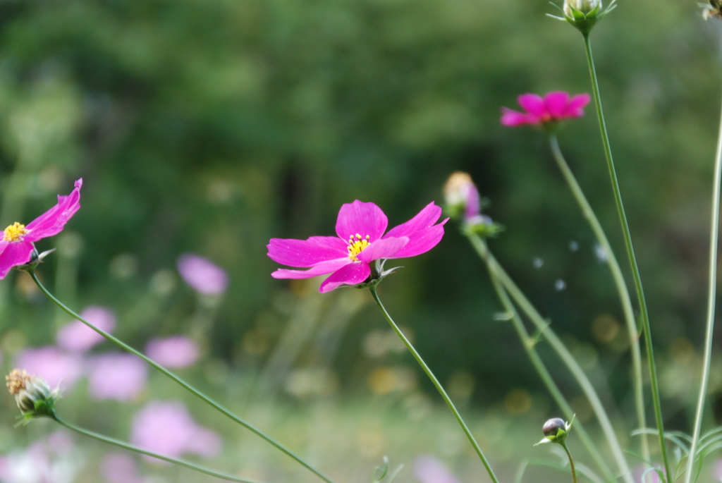 コスモス
