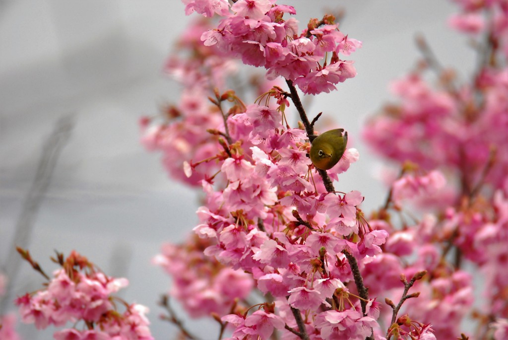 メジロと桜