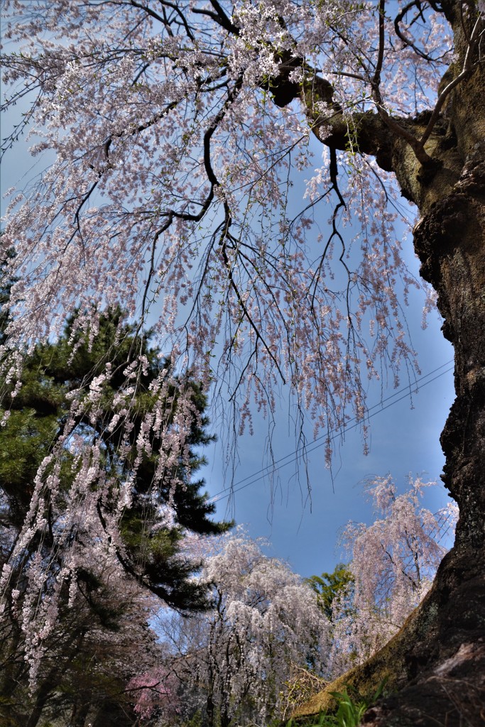 桜を見上げた