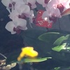 胡蝶蘭と蝶の卵➖偶然のガラス越し