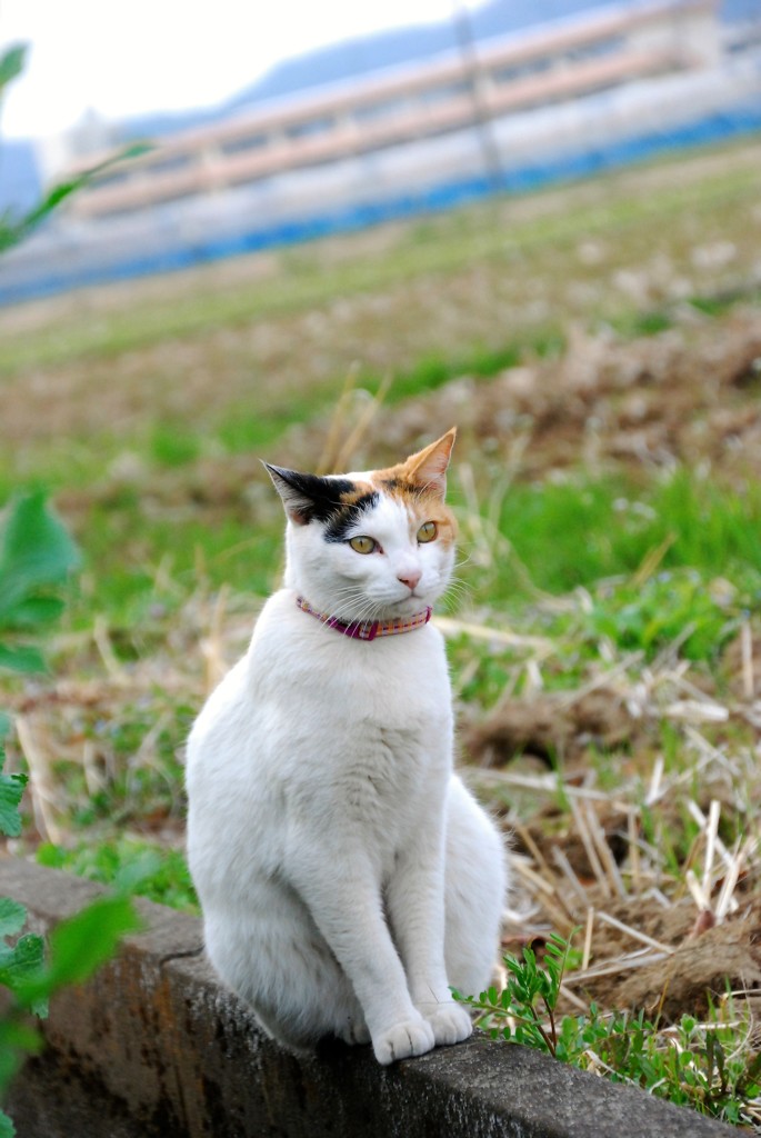 寺ねこミーちゃん