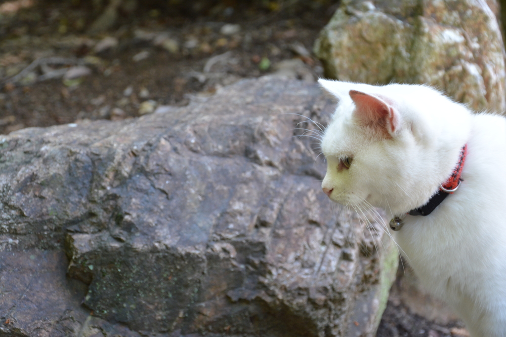 白ねこ