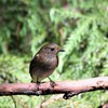 鳥さん