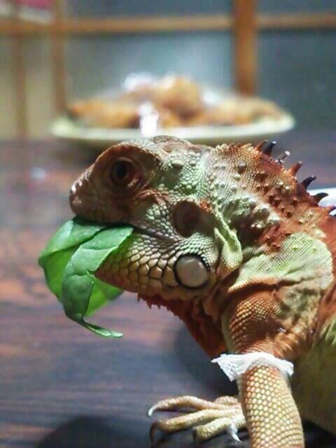 イグアナ君の想い出