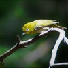 トライアングル