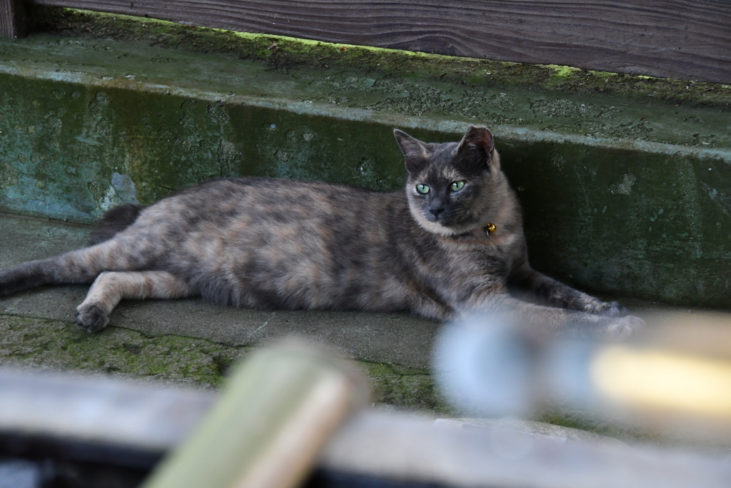 ねこちゃん
