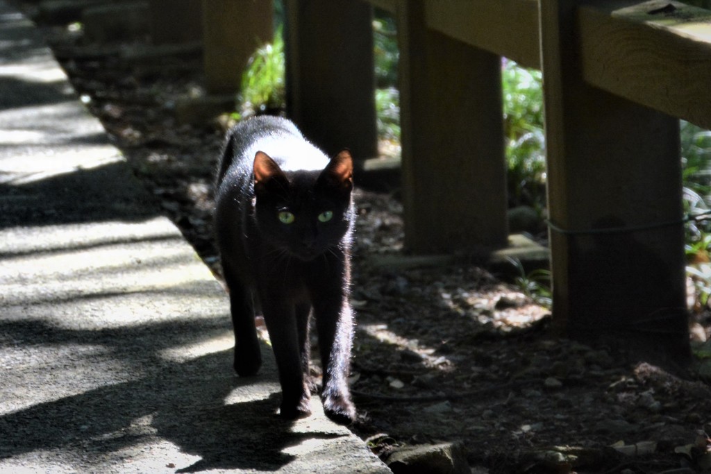 唐沢山ねこ