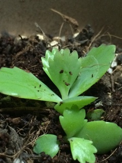 マザーリーフ  たった今、鉢植えしました