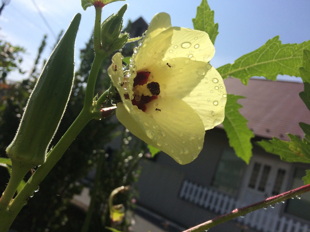 オクラの花…蟻が