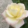 True love-rose