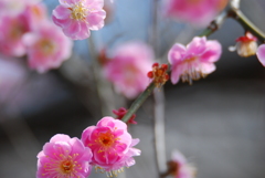 龍江院散歩②　ピンク色ー春ですね