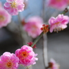 龍江院散歩②　ピンク色ー春ですね