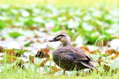 蓮の花咲いたね