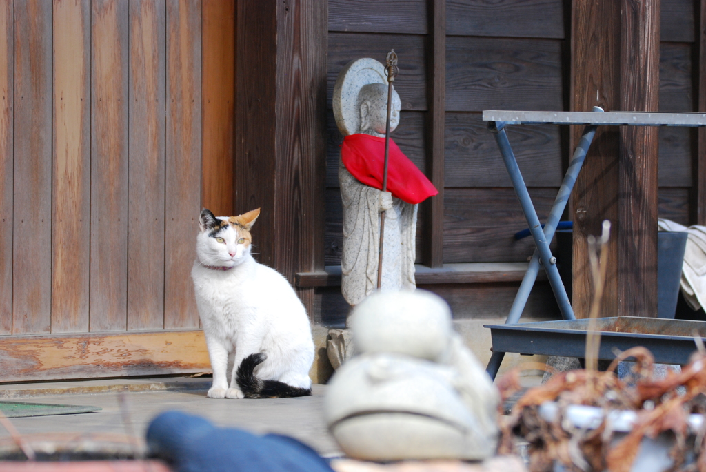 龍江院散歩⑦　　寺ねこみーちやんとお地蔵さん