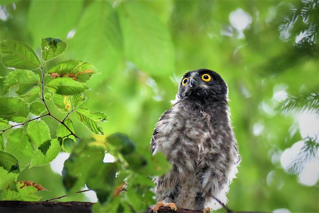 アオバズクのひな