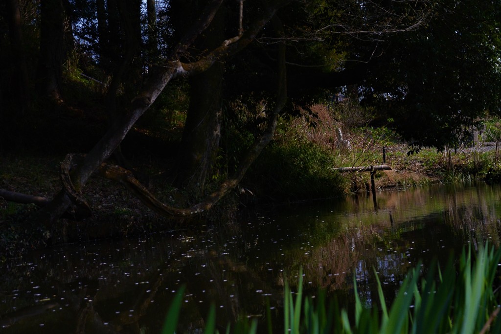 鉢の木物語の池