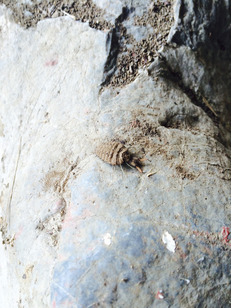 アリジゴクさん、頑張って