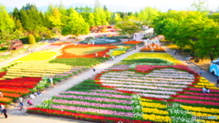 ちゅーりっぷ公園