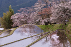 棚田と桜