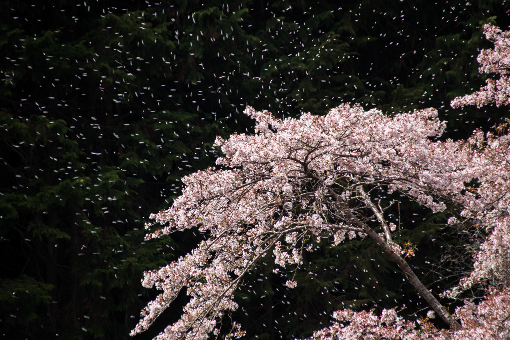 桜吹雪