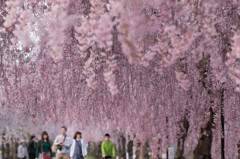 しだれ桜の散歩道