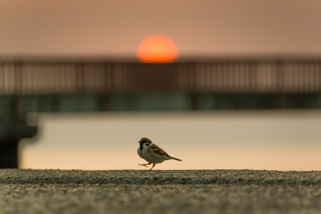 夕陽の踊り子