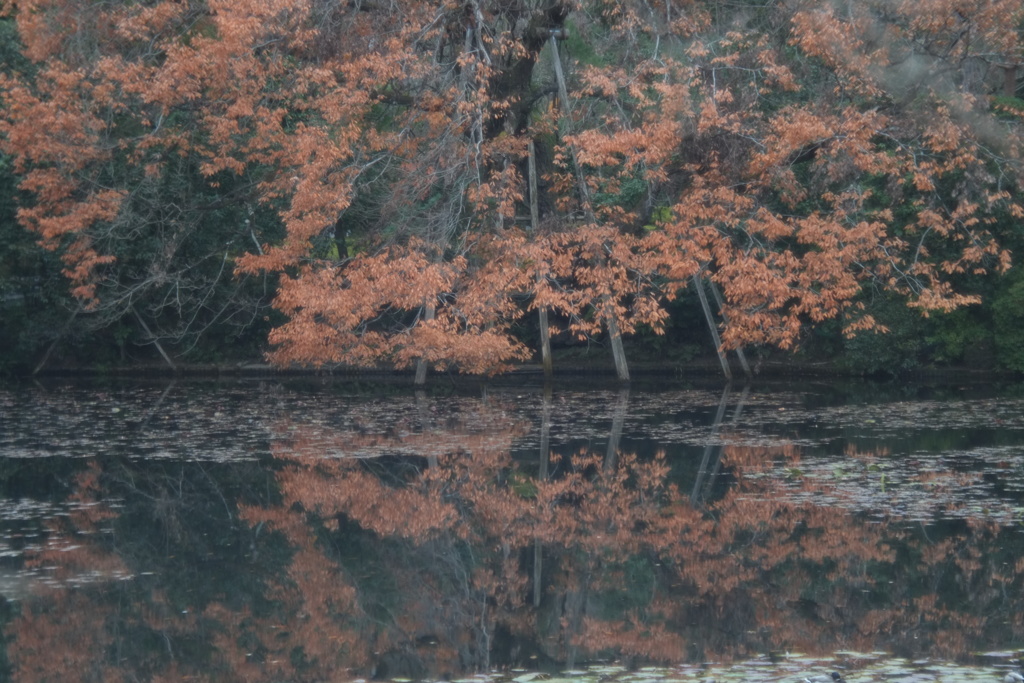 好きなのか