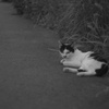 仕事しなさい
