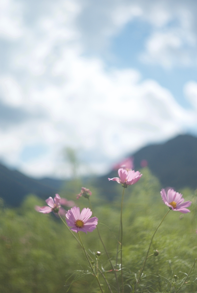花と心