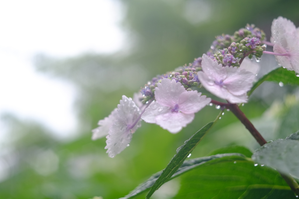 雨の友