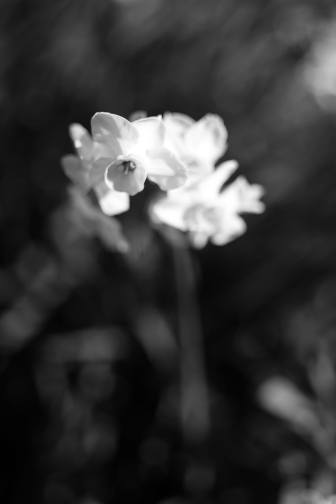 白黒花