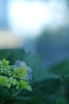 雨の季節