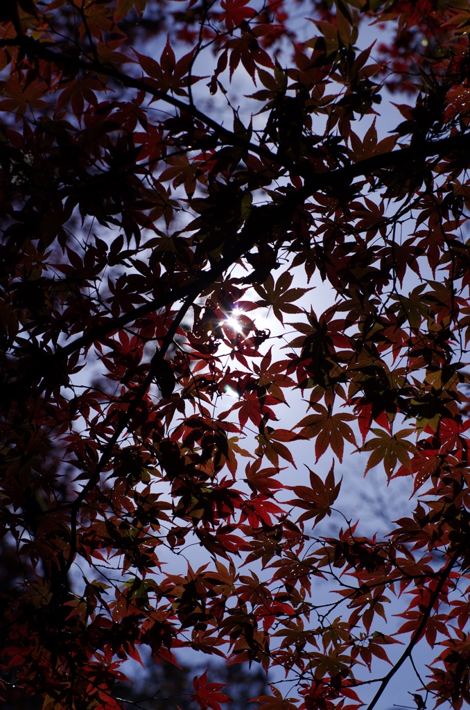 サングラス紅葉