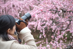 花には華