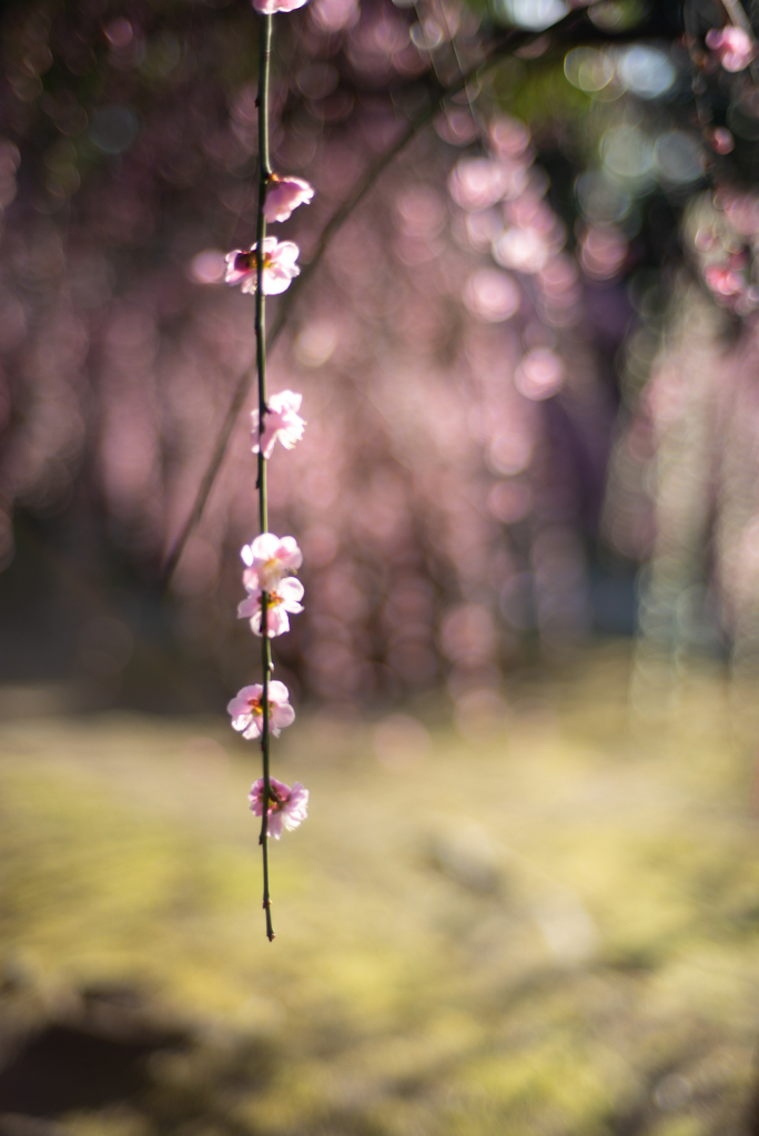 たくさんの花よりも