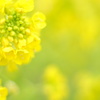誰にも見せない