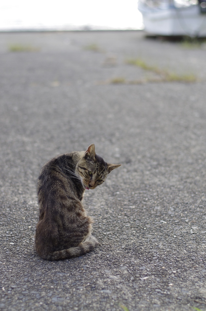 港猫