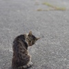 港猫