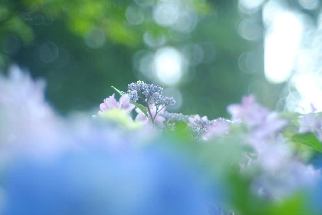 あの雲に乗って