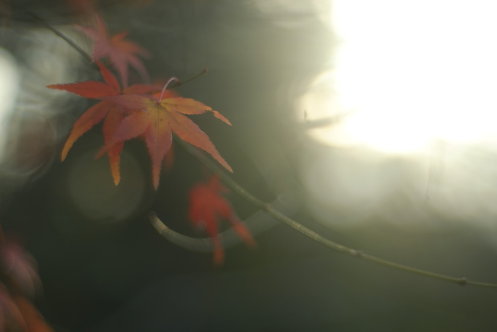 名残り