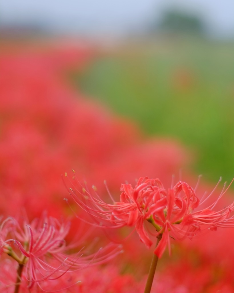 花道へ